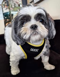 Charlie image 1