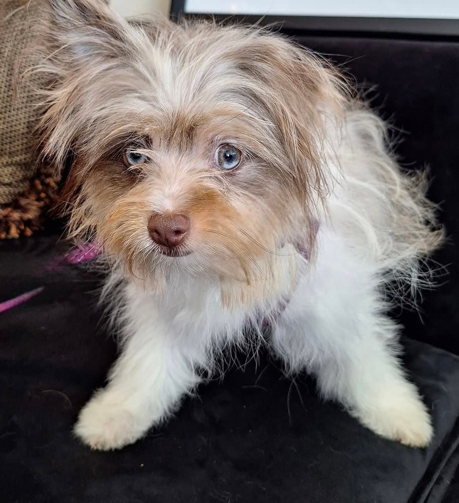 Jello - Yorkshire Terrier Yorkie