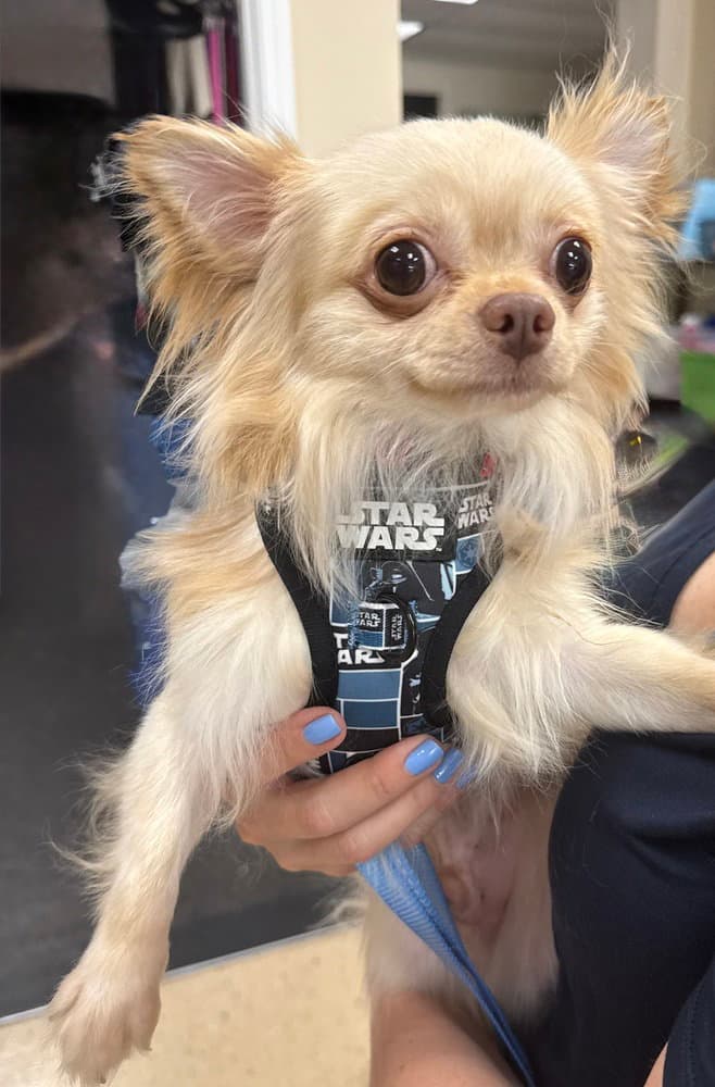 Sir - Chihuahua