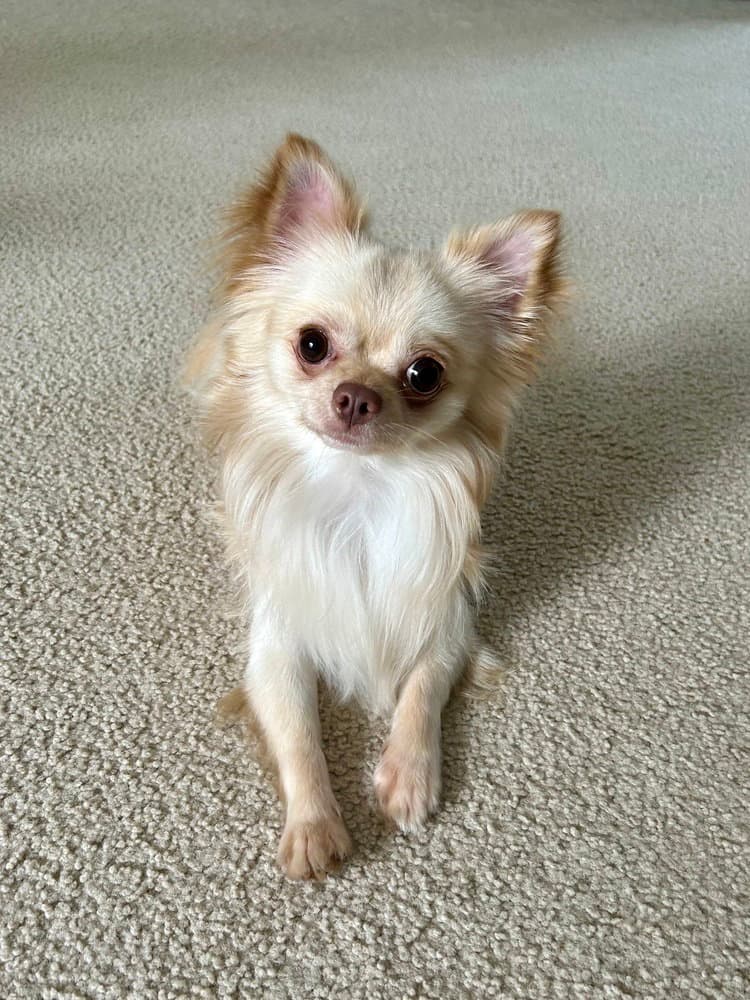 Sir - Chihuahua