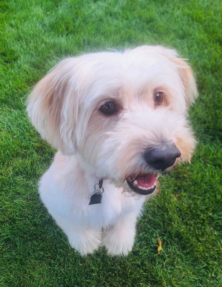 Kinsley - Wheaten Terrier