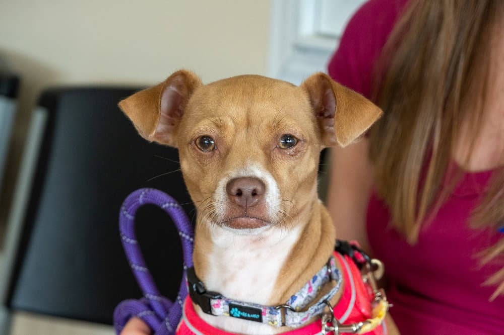 Chakira - Chihuahua