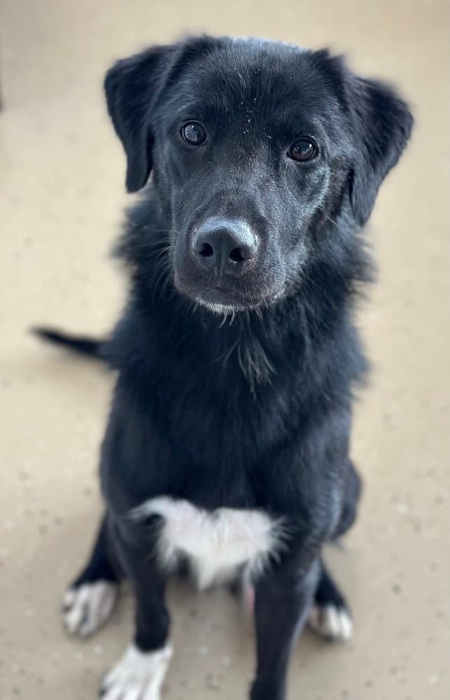 Sentinel - Labrador Retriever
