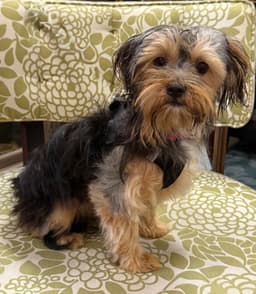 Freddy image 2