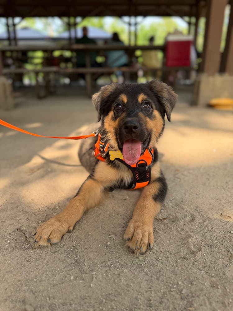 Chum - Shepherd