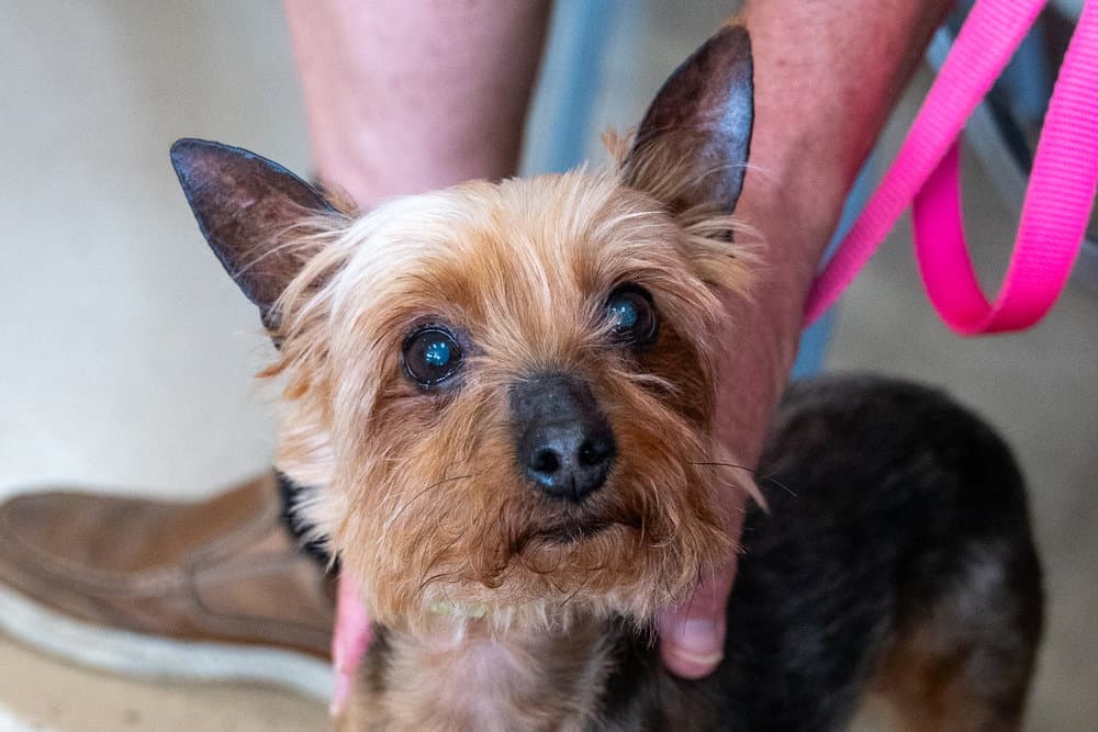 Claudia - Yorkshire Terrier Yorkie