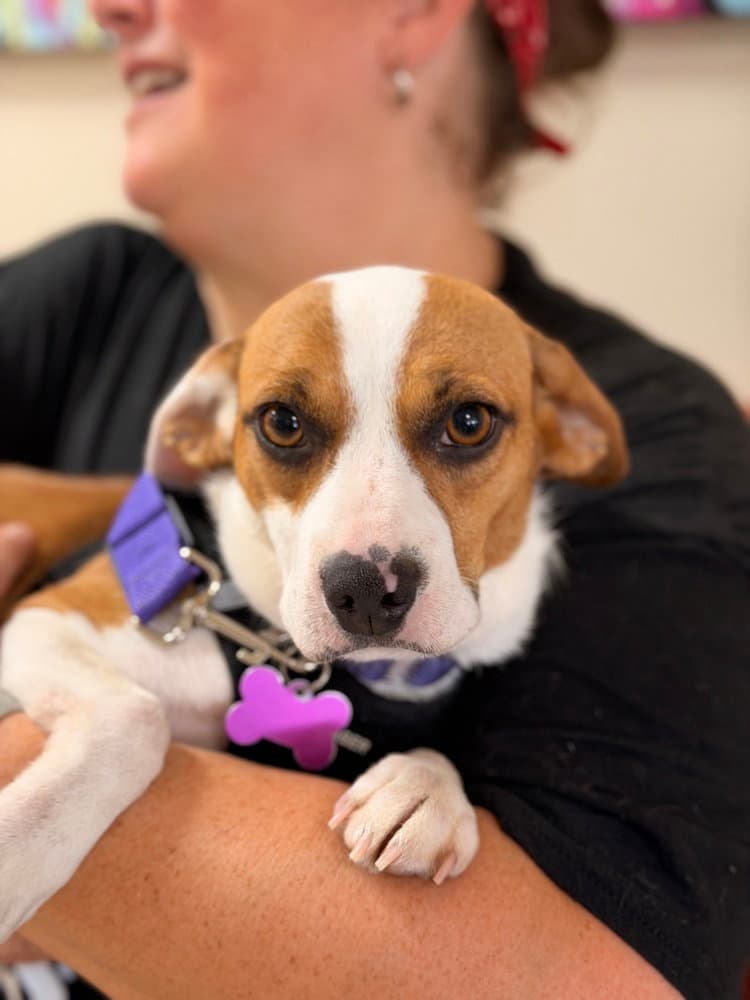 Josephine - Beagle