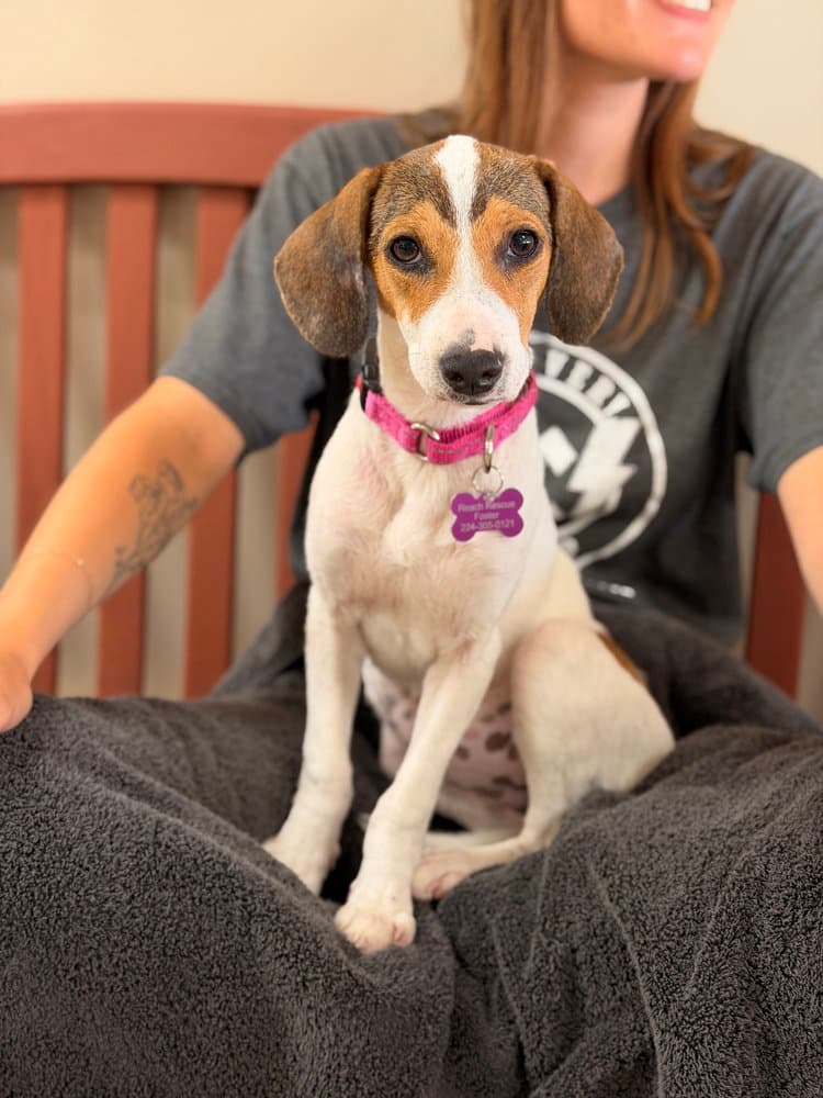 Zelda - Beagle