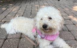 Paddy image 2