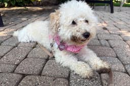 Paddy image 3