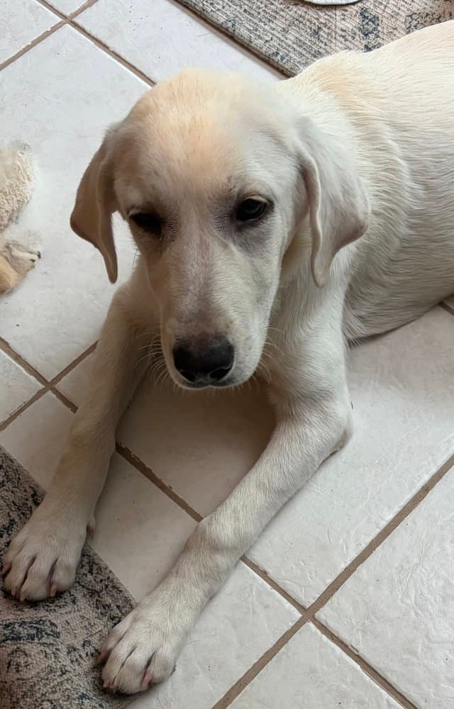 Petra - Great Pyrenees