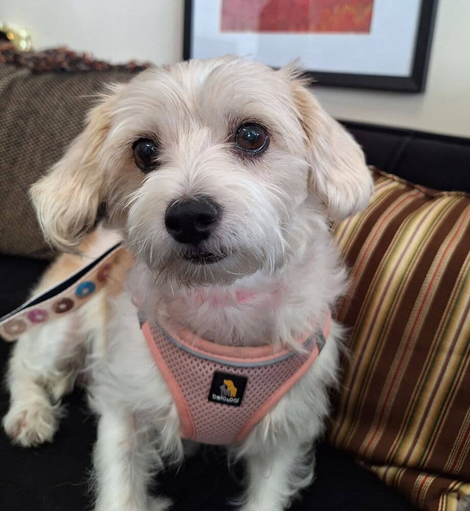 Mopsy - Maltese