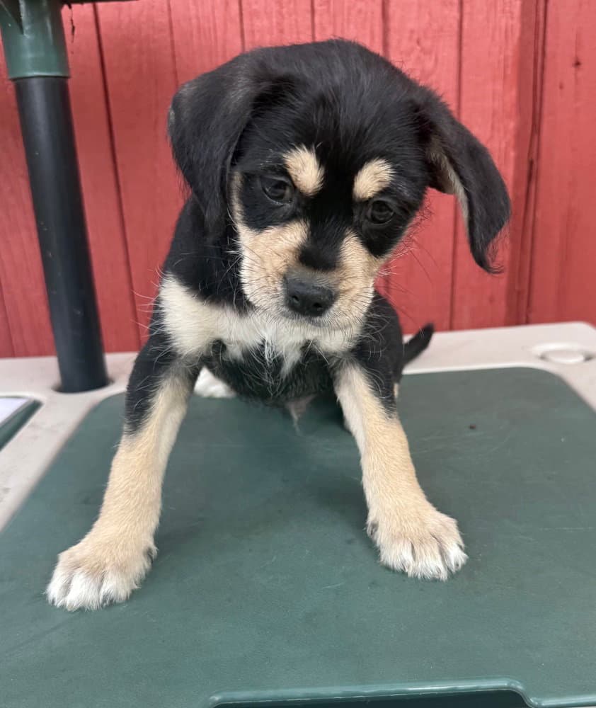 Jose Jose - Chihuahua