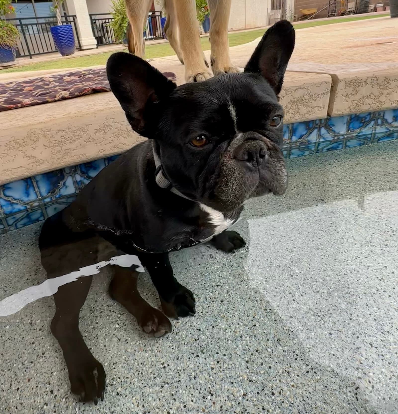 Lola - French Bulldog