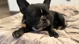 Lola image 2