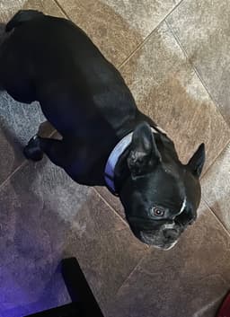 Lola image 4