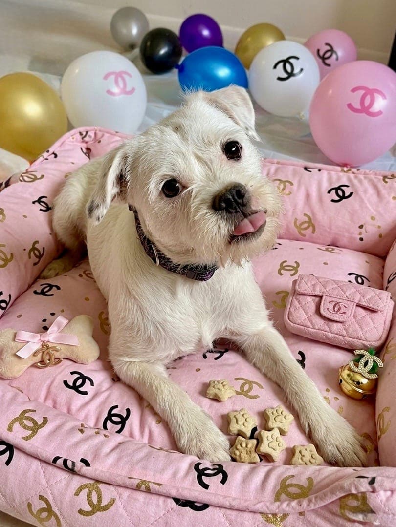 Chanel - Boxer