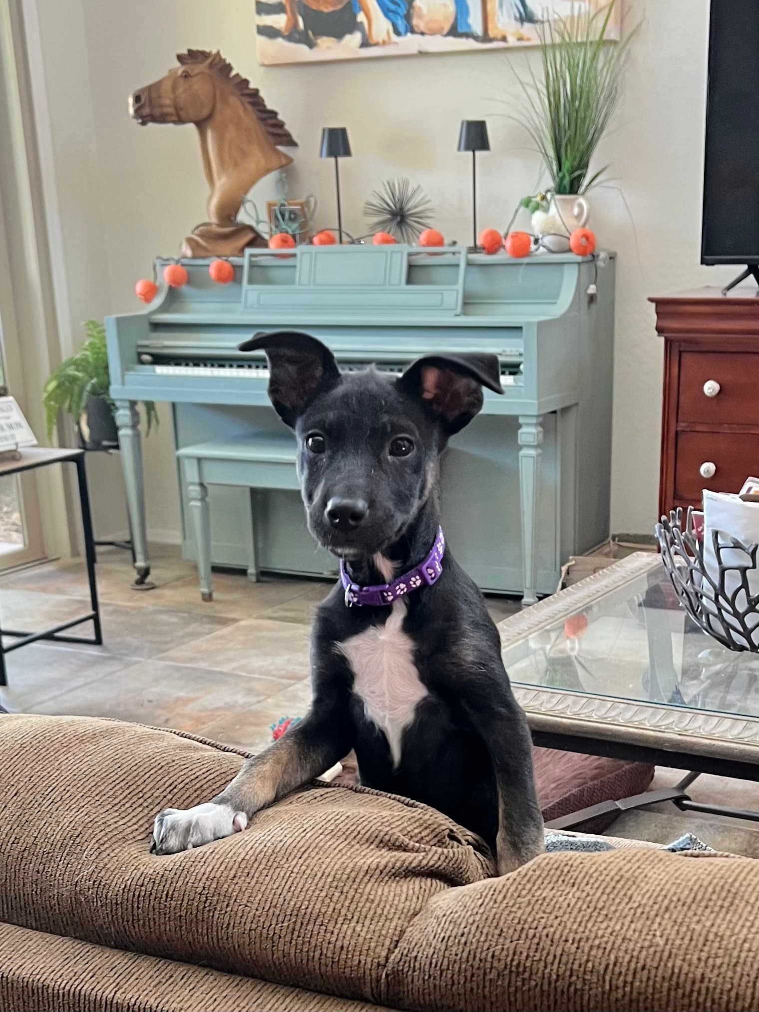 Kora - Shepherd