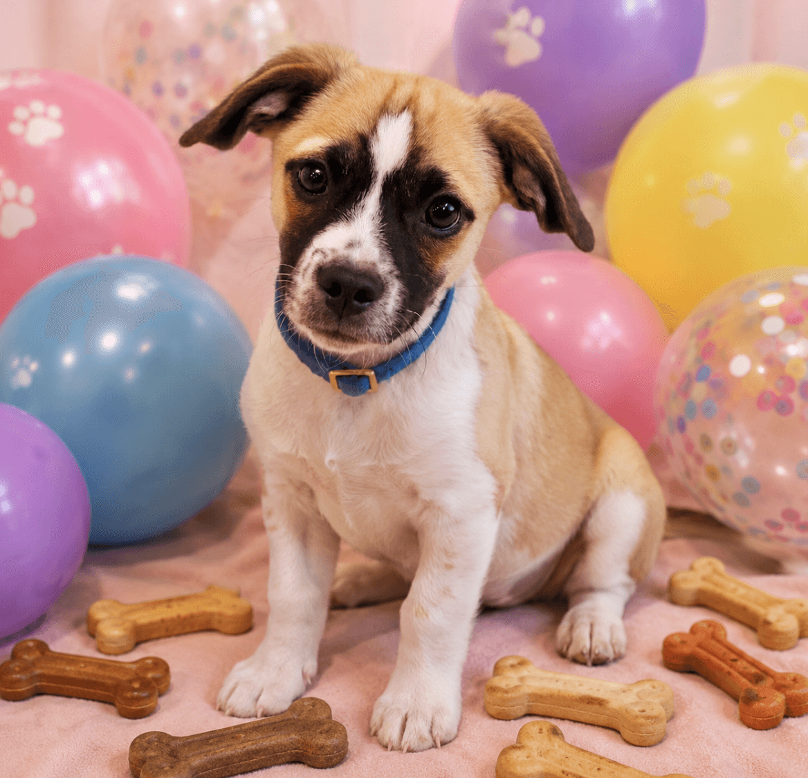 Rocco - Terrier