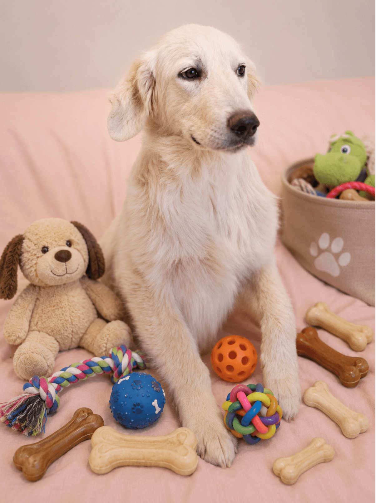 Milo - Great Pyrenees