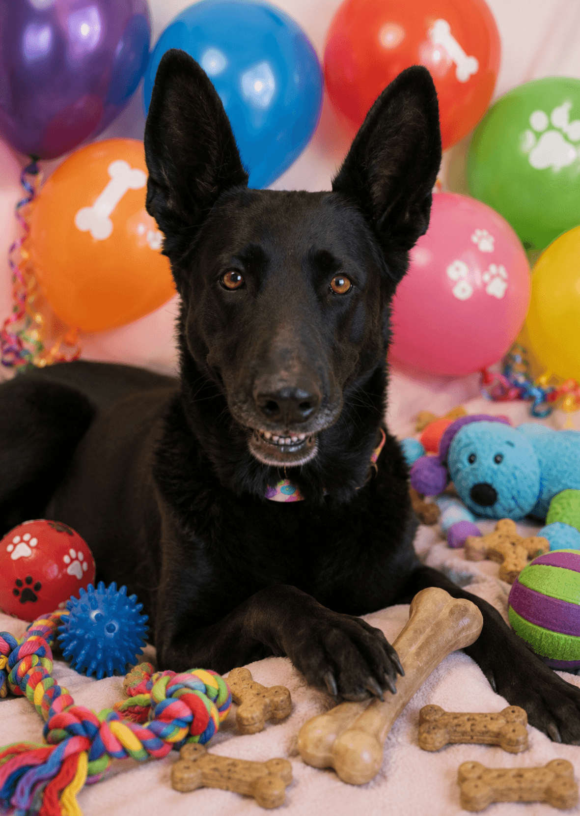 Maya - Shepherd