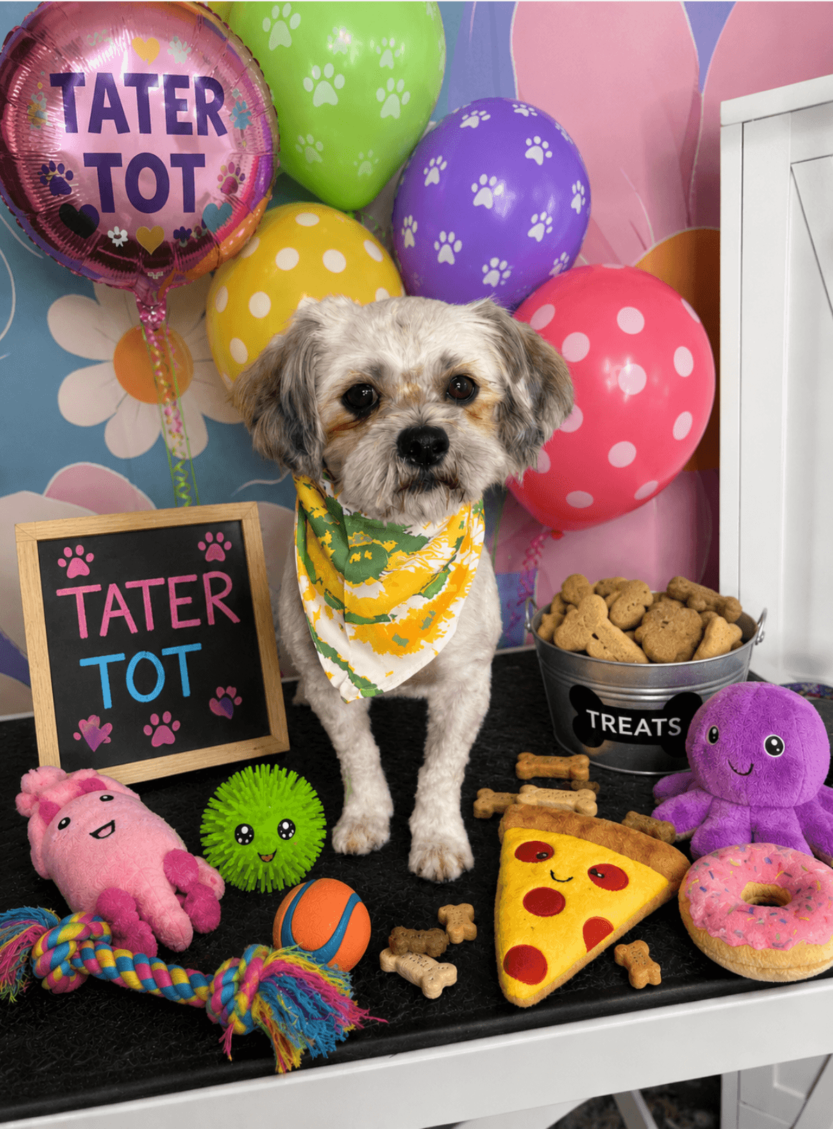 Tater Tot - Maltese