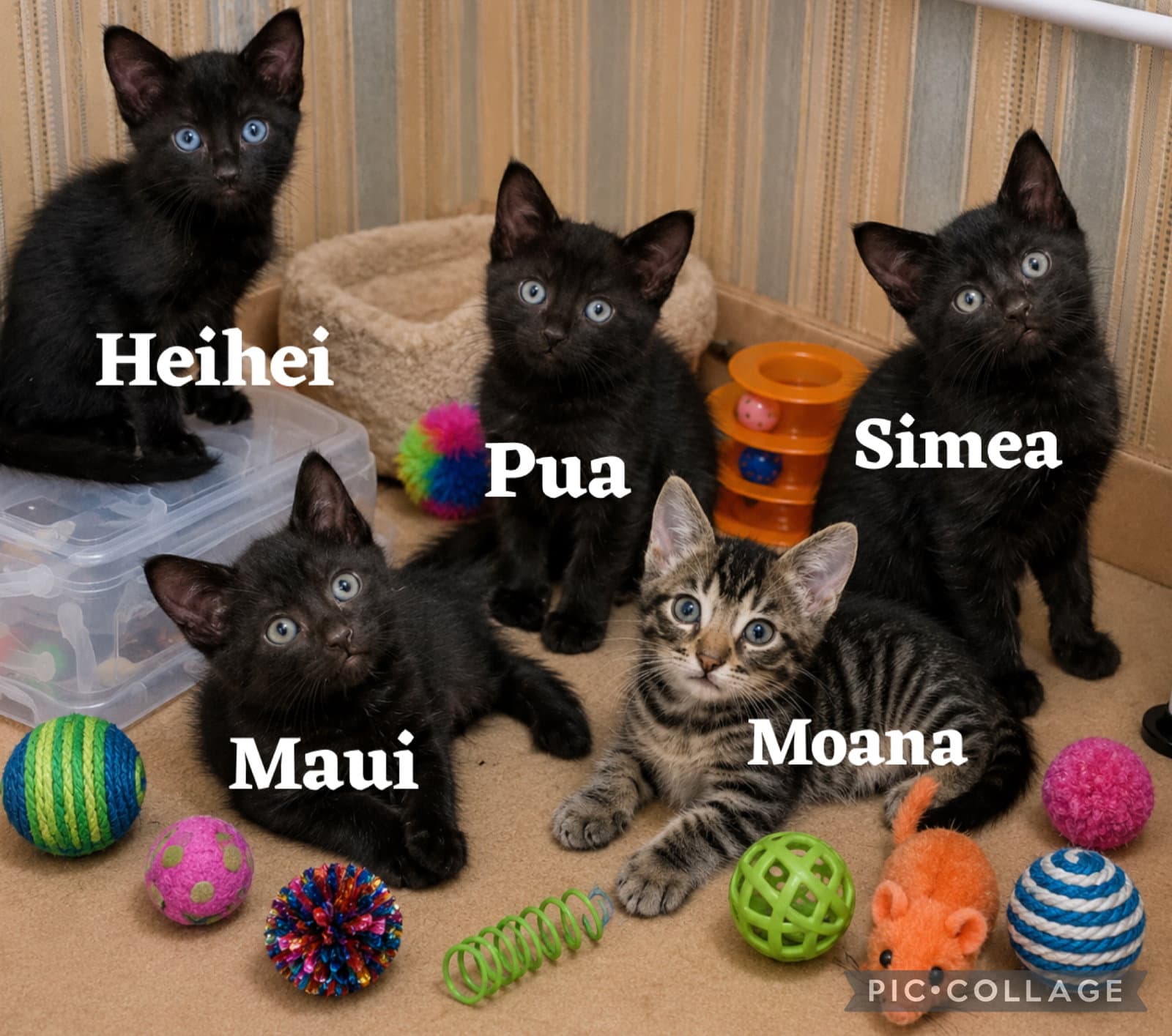 Heihei - Domestic Short Hair