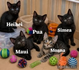 Pua image 1