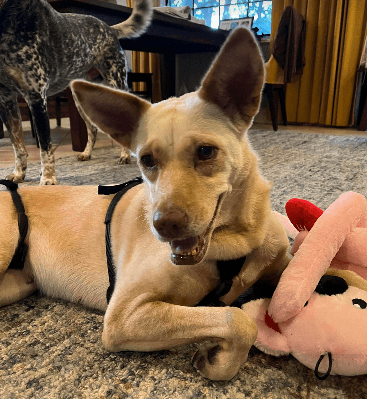Lilou - Shepherd