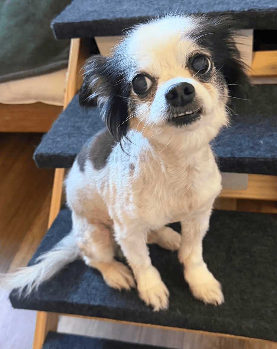 Chipper - Chihuahua