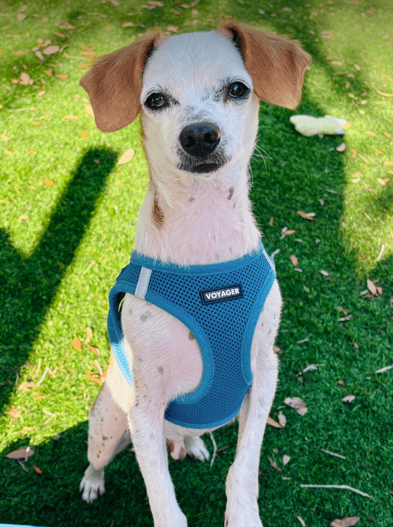 Clint - Chihuahua
