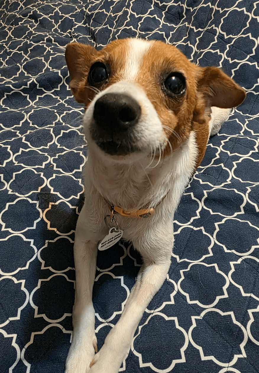 Tinsley - Chihuahua
