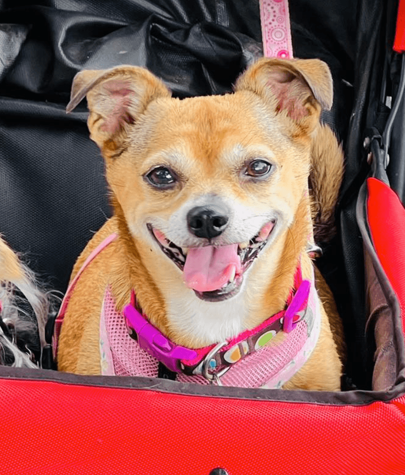 Poppie - Chihuahua