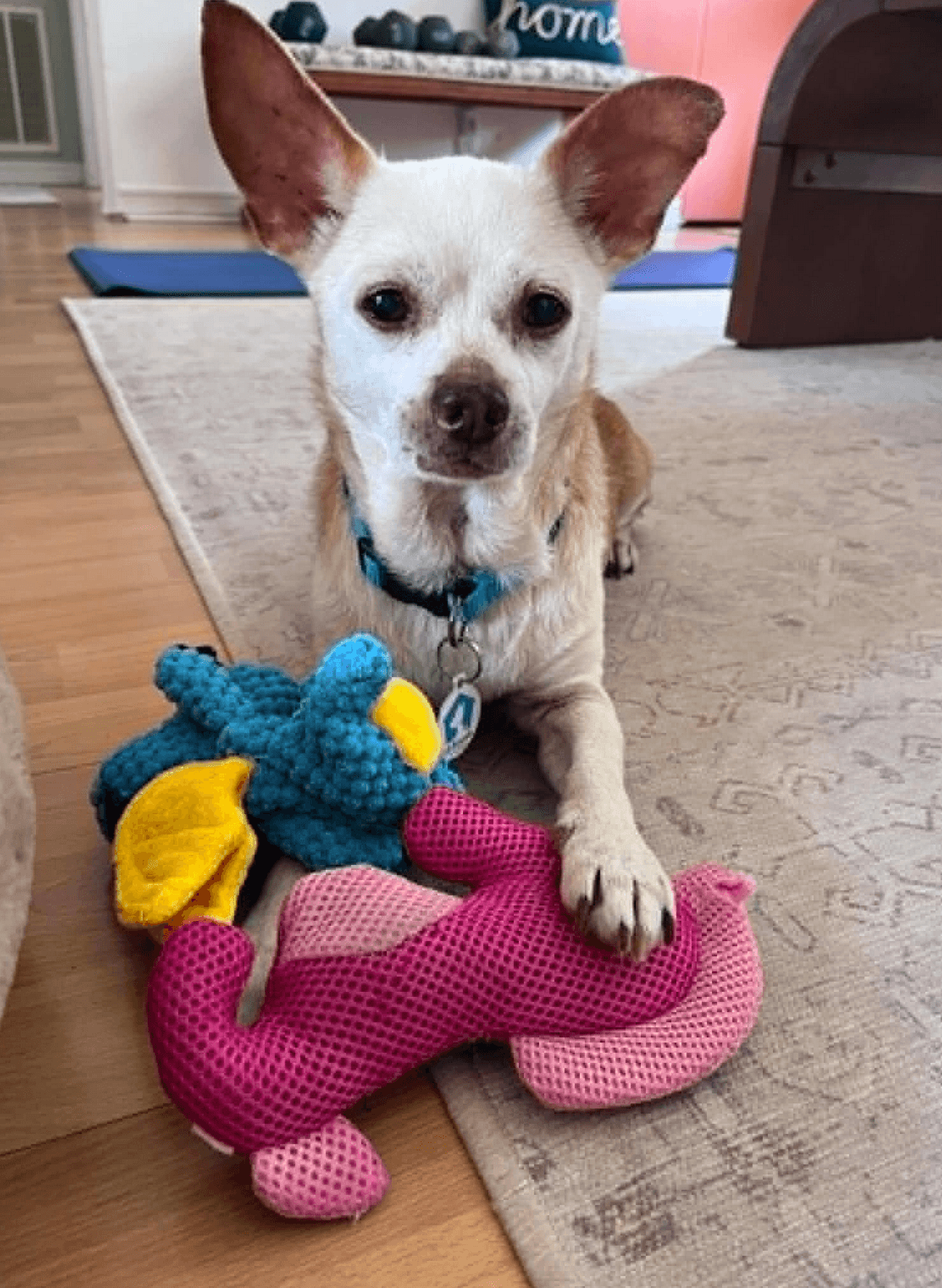 Louie - Chihuahua