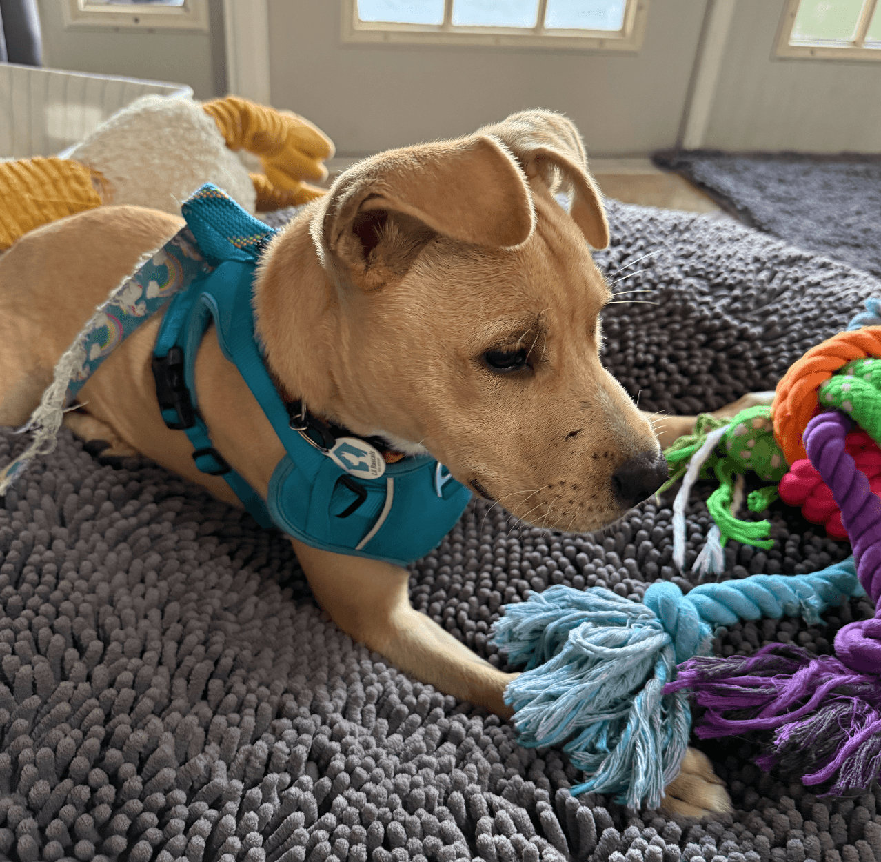 Duke - Labrador Retriever