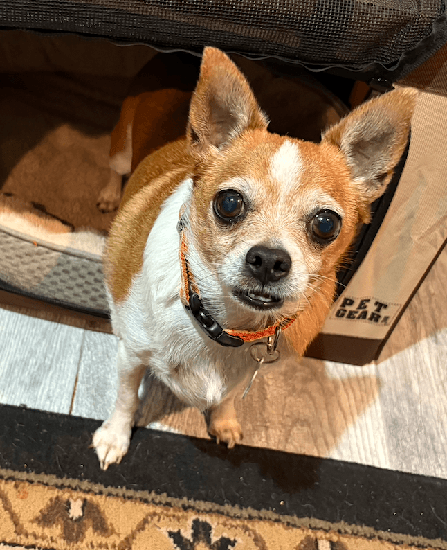 Blanket - Chihuahua