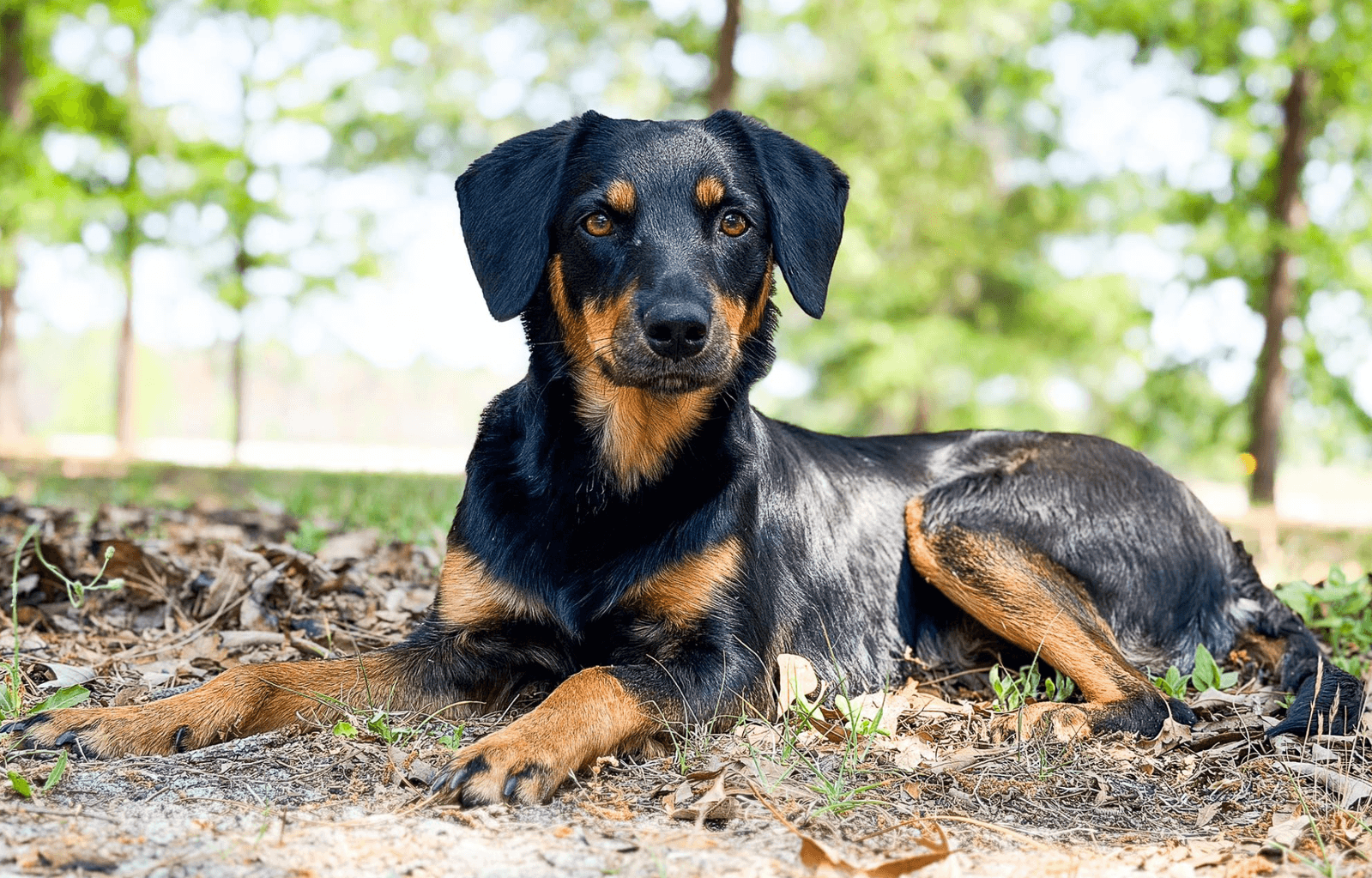 Clover - Shepherd
