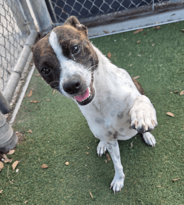 Salome' - Terrier