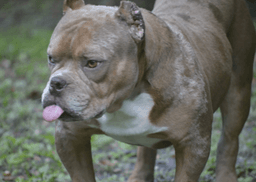Frankie image 3