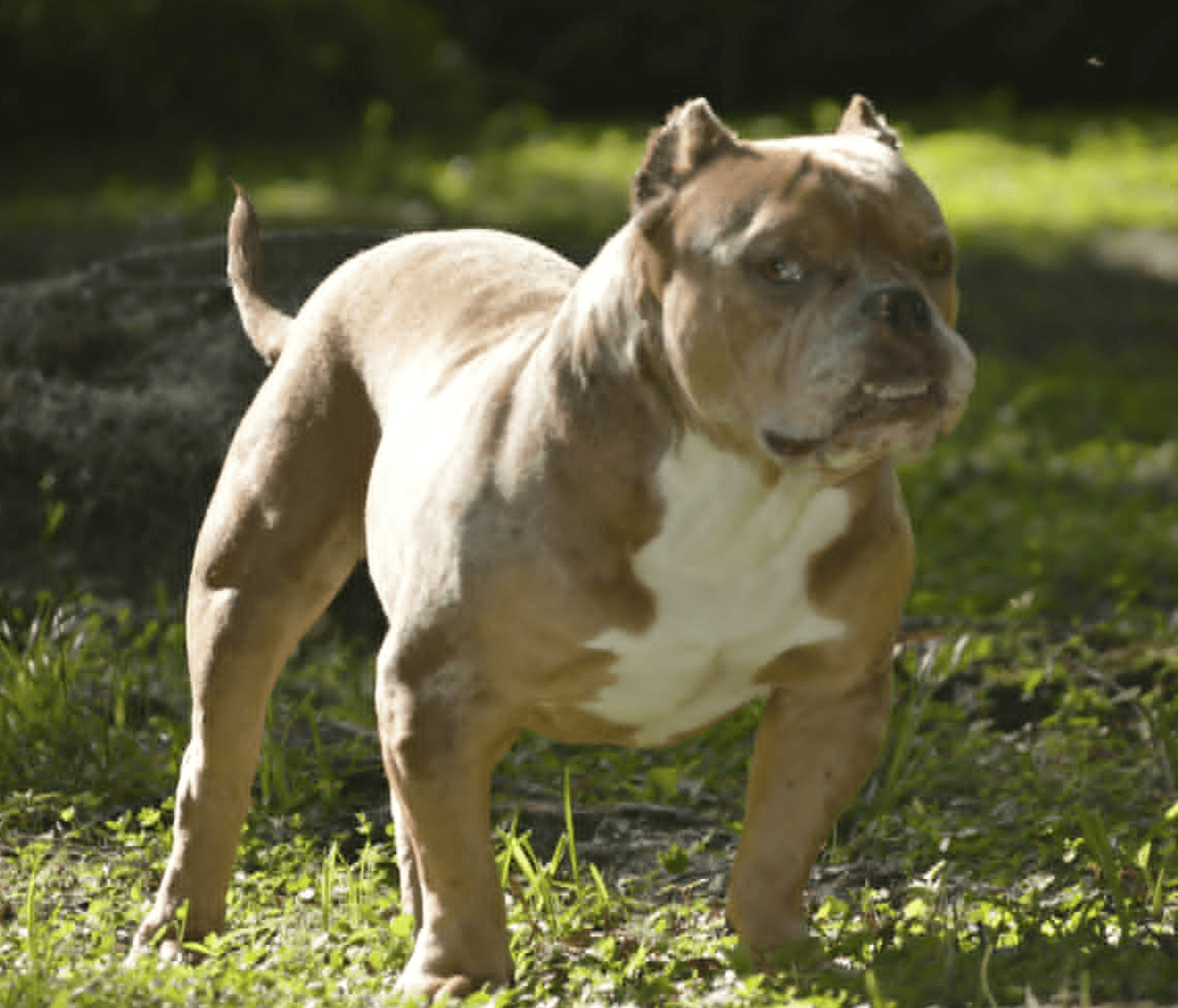 Frankie - Bulldog