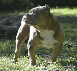 Frankie image 2