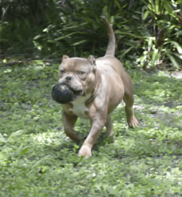 Frankie image 4