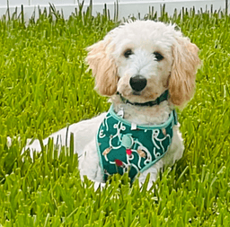Mattie image 1