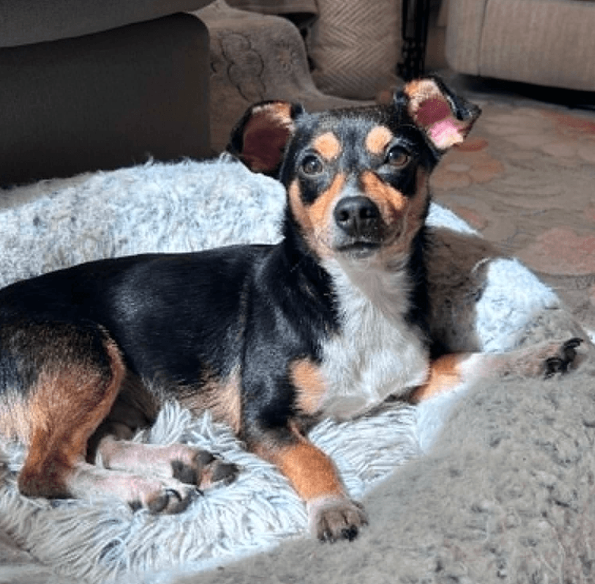 Max - Chihuahua