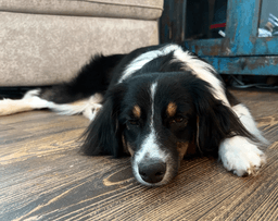 Maggie image 1
