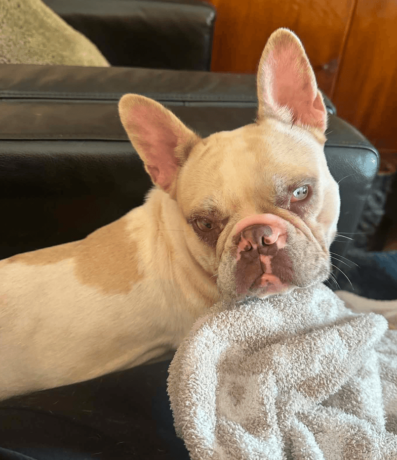 Emmy - French Bulldog