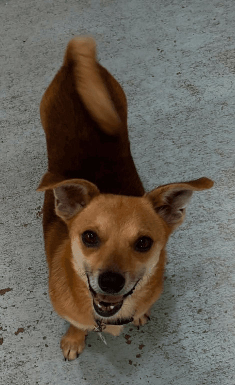 Benji