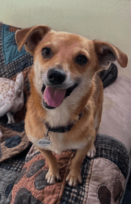 Benji image 2