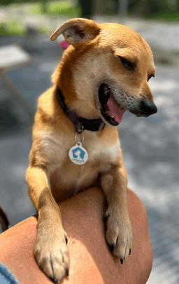 Benji image 3