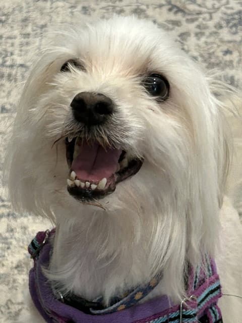 Mozart - Maltese